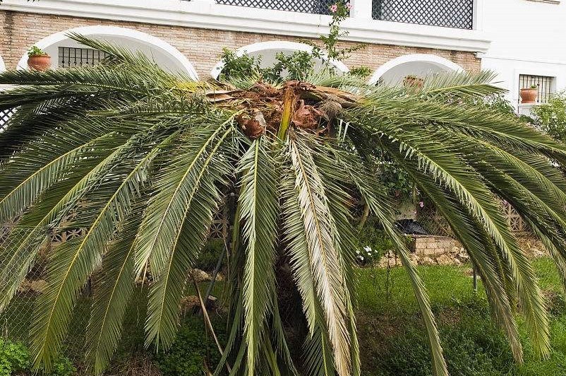 大成園林_園林綠化_綠化工程_園林綠化工程_綠化養護_園林綠化養護_園林綠化公司_成都園林公司_成都綠化公司_成都園林綠化公司_成都園林綠化工程公司_四川園林公司_四川園林綠化工程公司_成都大成志得園林有限公司