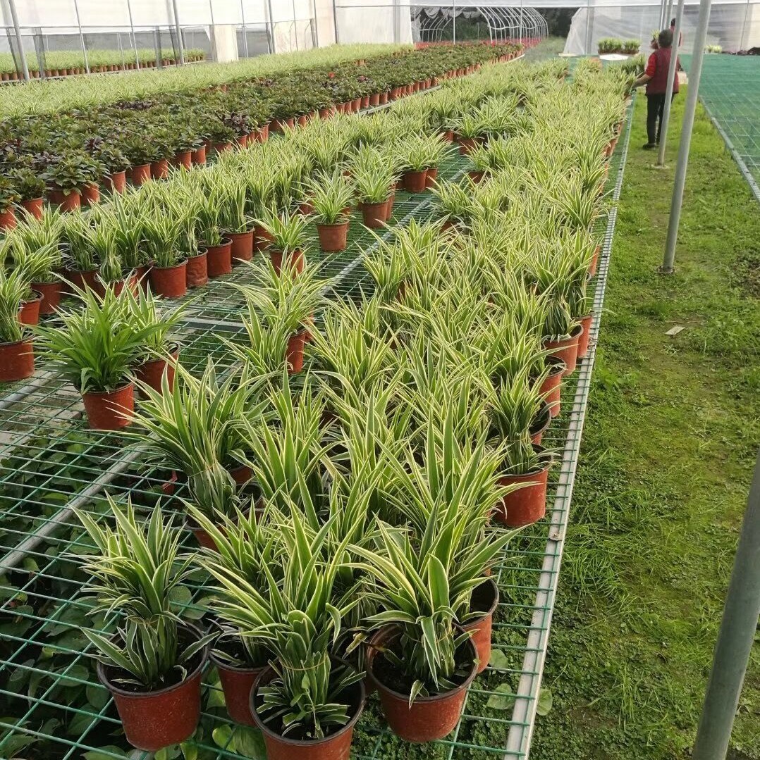 大成園林_園林綠化_綠化工程_園林綠化工程_綠化養護_園林綠化養護_園林綠化公司_成都園林公司_成都綠化公司_成都園林綠化公司_成都園林綠化工程公司_四川園林公司_四川園林綠化工程公司_成都大成志得園林有限公司