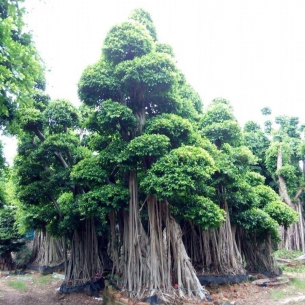 造型小葉榕