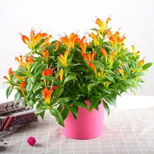 口紅花
