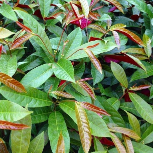 紅背桂