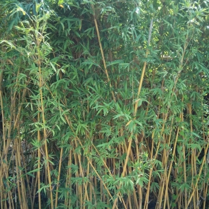 琴絲竹