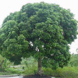 桂圓樹(shù)