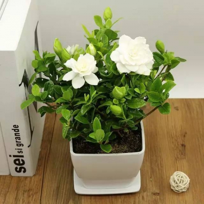梔子花