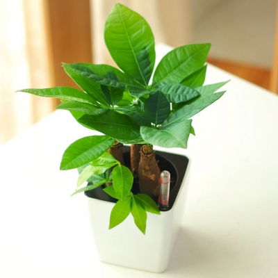 小發(fā)財樹