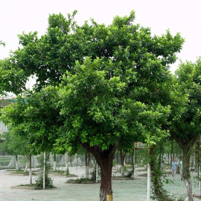 小葉榕