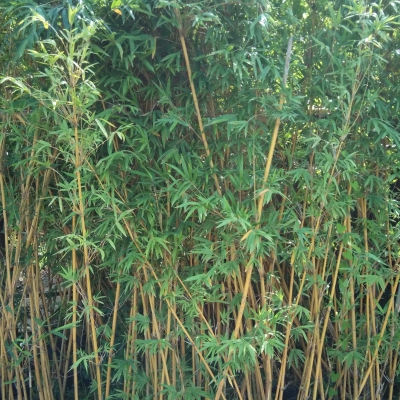 琴絲竹