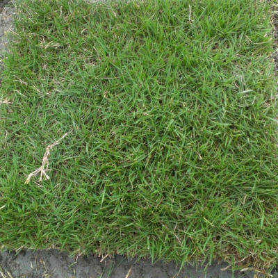 臺(tái)灣二號(hào)草